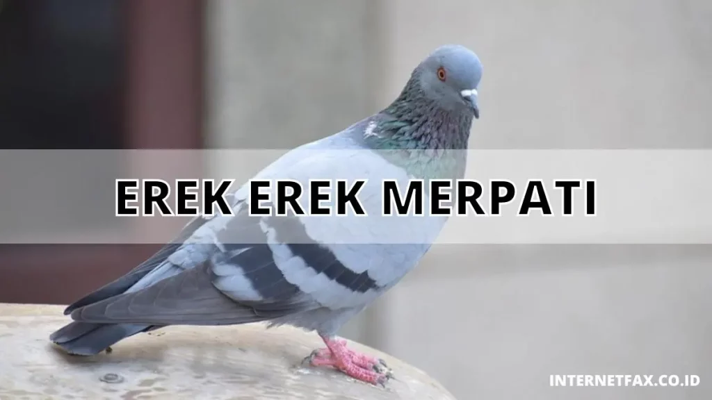 Erek Erek Burung Merpati