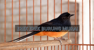 erek erek burung murai
