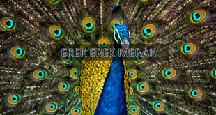 erek erek merak
