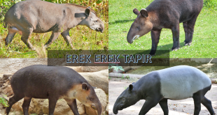 erek erek tapir