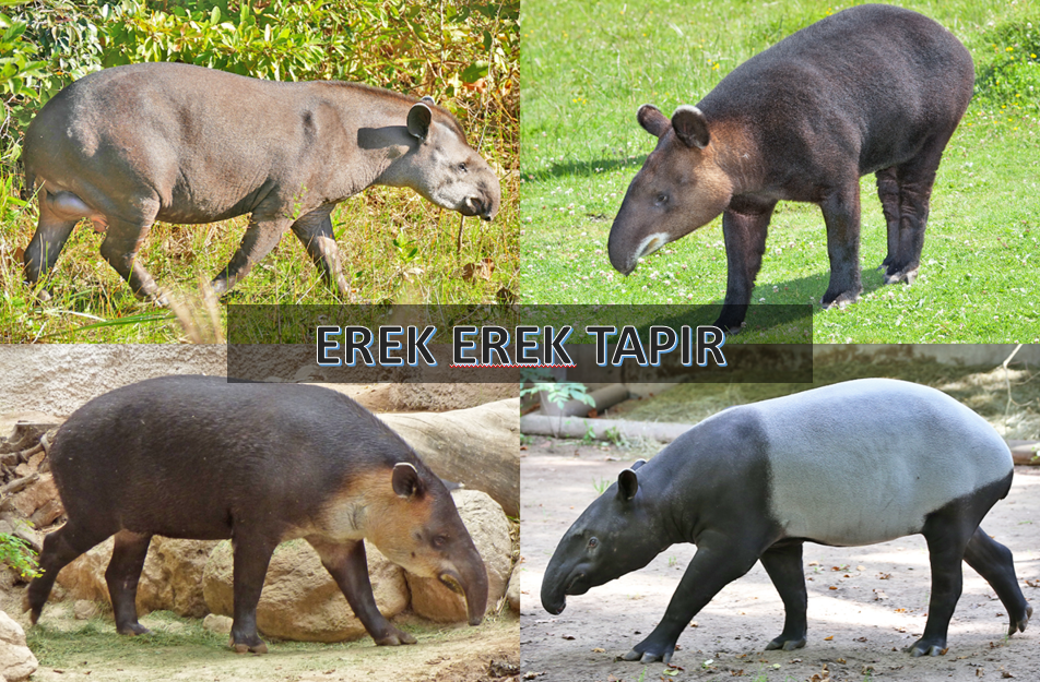 erek erek tapir