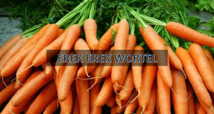 erek erek wortel